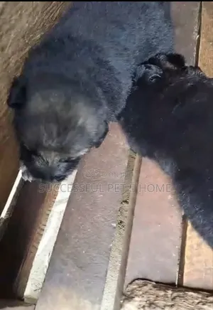 0-1 month Male Mixed Breed German Shepherd