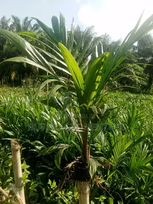 Malaysia Super Gene