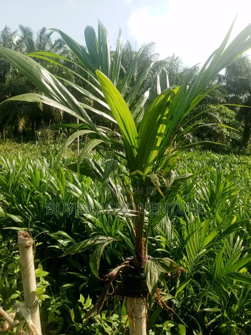 Malaysia Super Gene