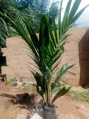 Malaysia Super Gene