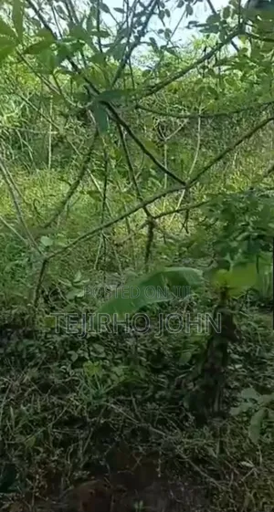 Cassava Crops
