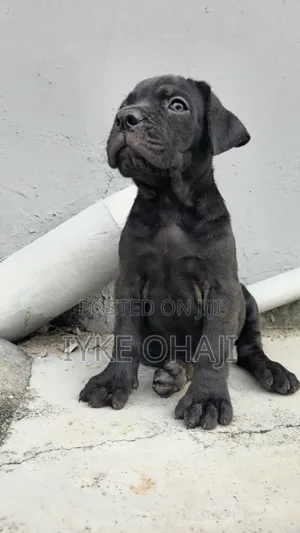 1-3 months Female Purebred Cane Corso