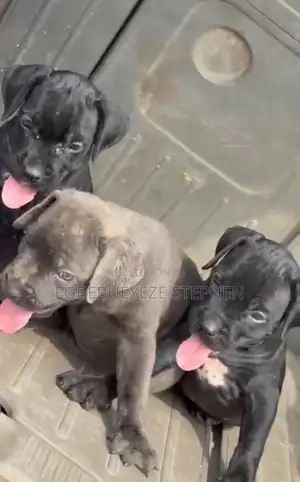 1-3 months Male Purebred Cane Corso