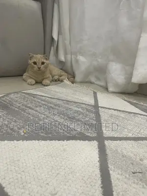 1-3 months Male Purebred Scottish Fold