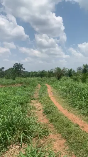 Affordable Farm Land for Sale – High Roi | Tamara Farms