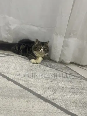 1-3 months Female Purebred Siberian