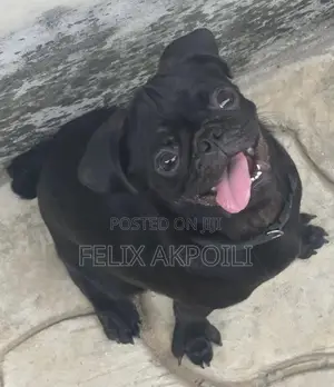 3-6 months Female Purebred Pug