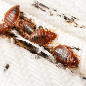 What Kills Bedbug at Gozman