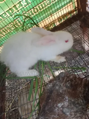 Mature Angora Doe for Sale Price: Location: Akure