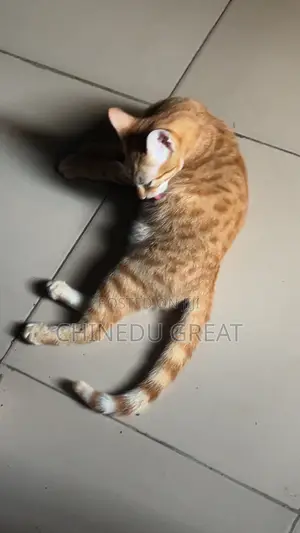 3-6 months Female Purebred Tabby