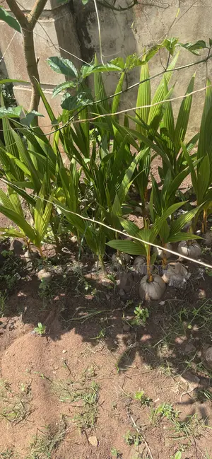 Hybrid Malaysia Coconut Seedling