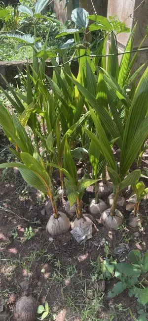 Hybrid Malaysia Coconut Seedling