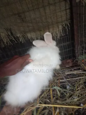 Male Angora Rabbit