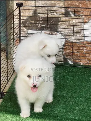 1-3 months Female Purebred American Eskimo