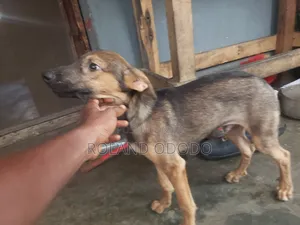 3-6 months Male Purebred German Shepherd