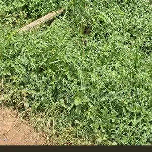 Land Available for Sale at Yaba
