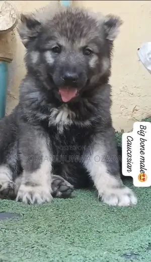1-3 months Male Purebred Caucasian Shepherd