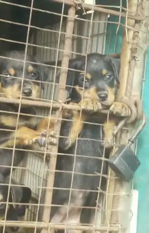 1-3 months Female Purebred Rottweiler