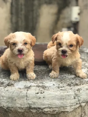 1-3 months Female Purebred Lhasa Apso