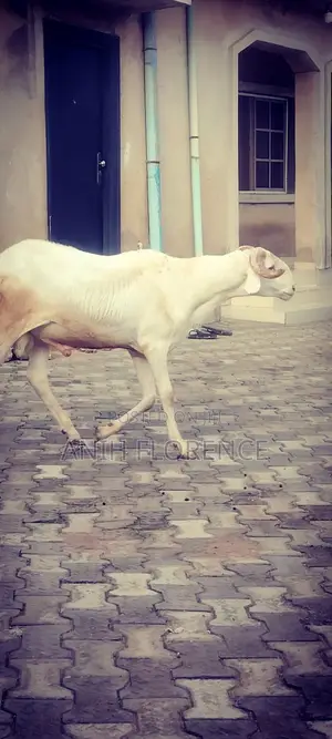 Very Active Ram