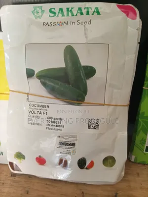 Sakata Cucumber – Volta F1