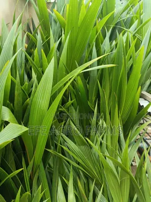Dwarf Coconut Seedlings