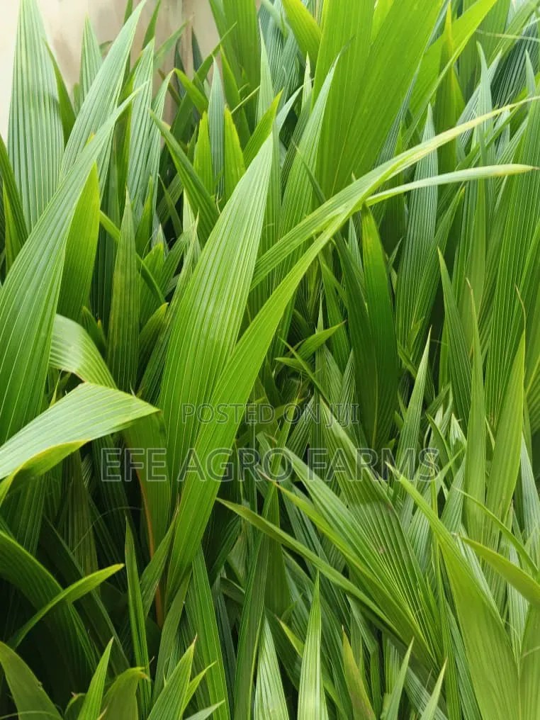 Dwarf Coconut Seedlings