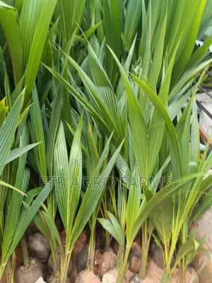 Dwarf Coconut Seedlings