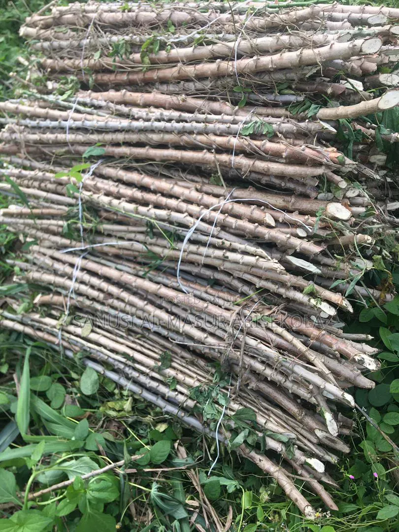 2026 Tme 419 Cassava Stem