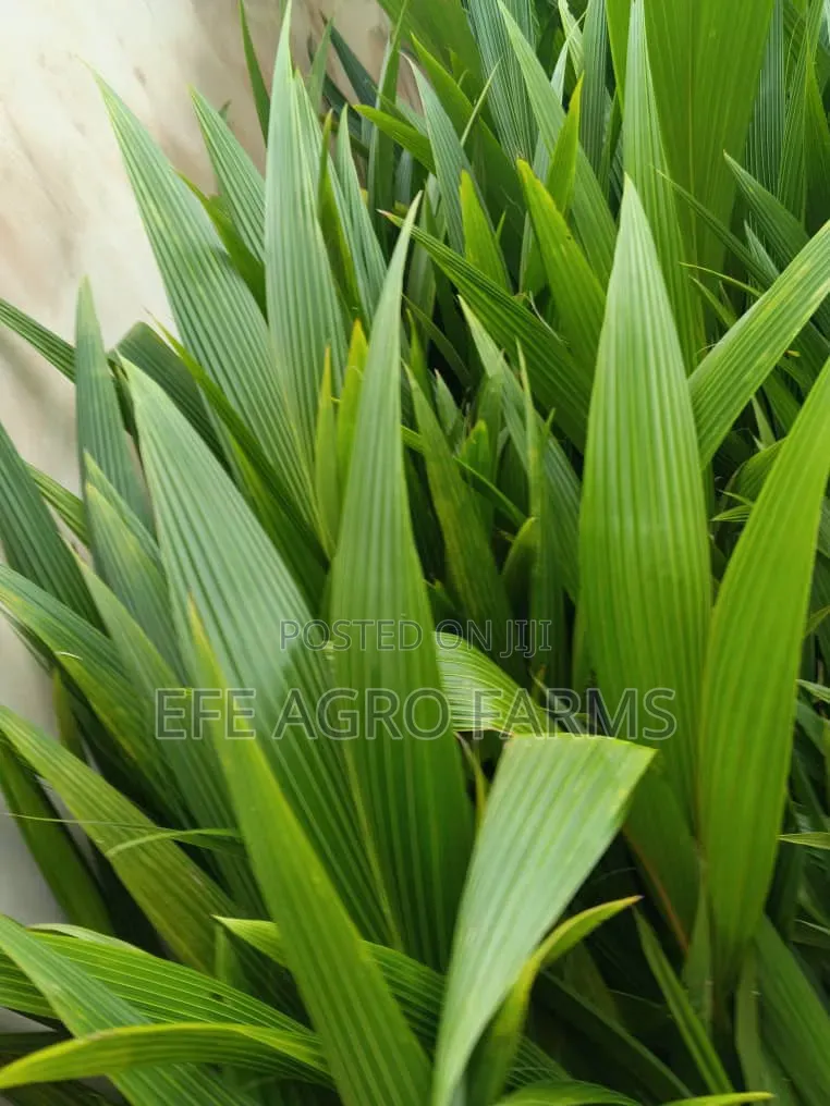 Dwarf Coconut Seedlings