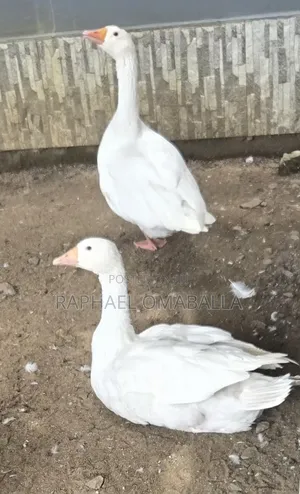 Geese Embden