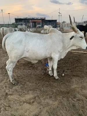 Cows