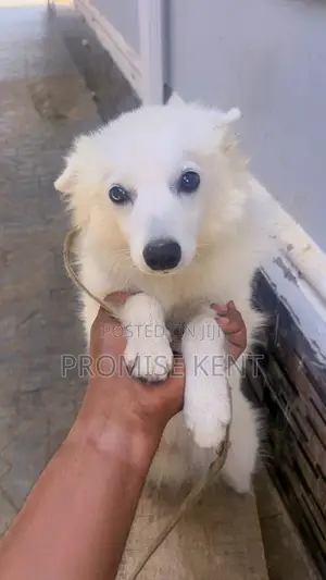 1+ year Male Purebred American Eskimo