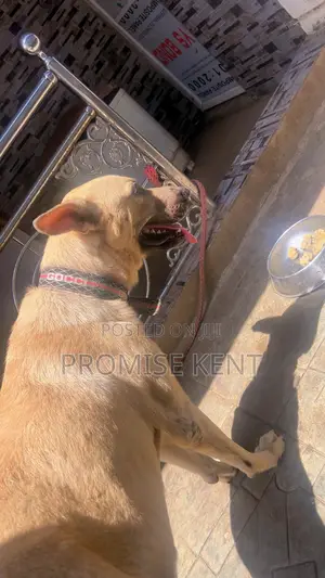 1+ year Male Purebred German Shepherd