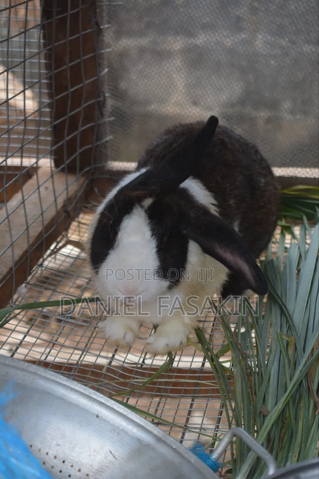 French Giant Rabbit