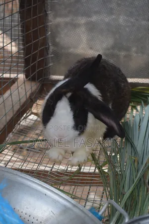 French Giant Rabbit