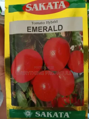Sakata Tomato – Emerald Hybrid