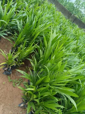 Oil Palm Tenera Seedlings