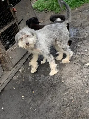 1+ year Male Purebred Lhasa Apso