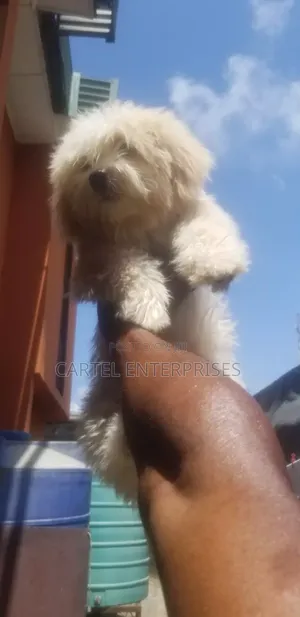 3-6 months Male Purebred Lhasa Apso