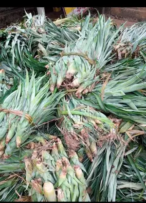 Hybrid Pineapple Suckers