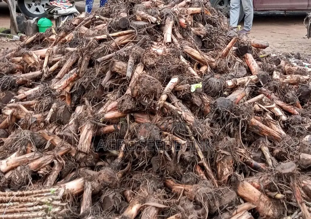 Hybrid Plantain Suckers