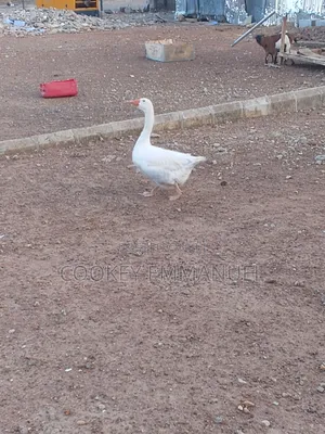 Adult Geese