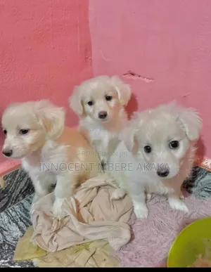 1-3 months Female Purebred American Eskimo