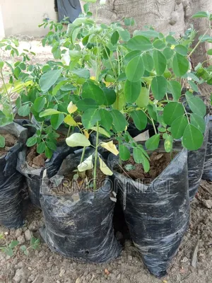 Moringa Seedlings