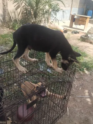 1-3 months Male Purebred German Shepherd