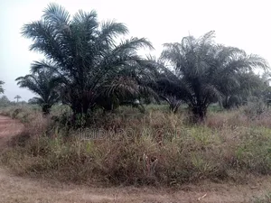 50 Acres Farmland