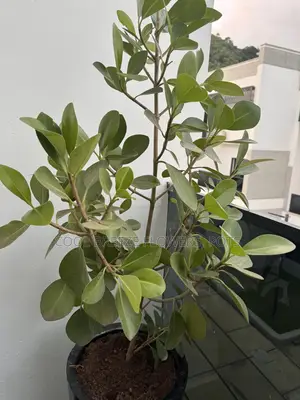 Air Purification Plant