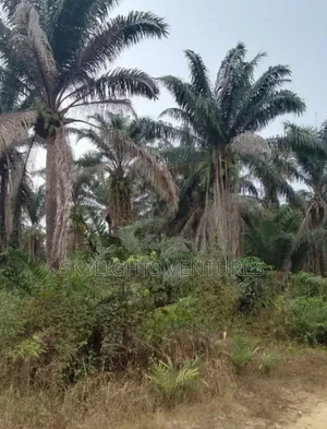 Full Gownn Agric Palm Plantation for Sale