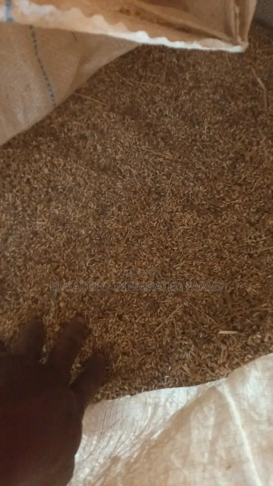 Brachiaria Ruziziensis Seed